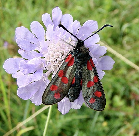 six-spot burnet